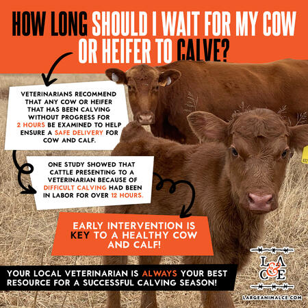 LACE Calving Infographic